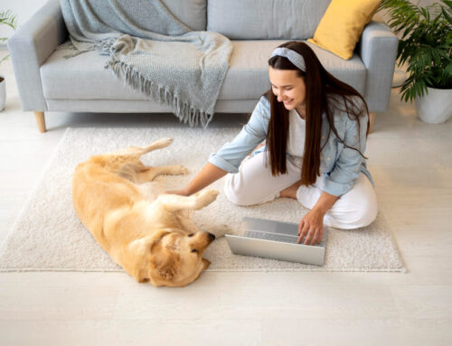 Pet-Friendly Carpet Cleaning: Tips for Removing Stains and Odors